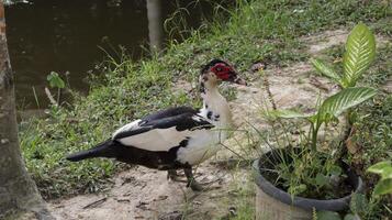 doméstico muscovy Pato às quintal campo rural Vila livre alcance urbano Fazenda. foto