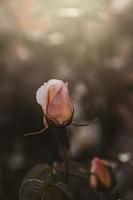 delicado Primavera flor rosa fechar-se dentro uma ensolarado jardim foto