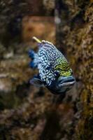 pequeno peixe animal natação dentro a aquário do a jardim zoológico do Zaragoza dentro Espanha em uma Sombrio fundo foto