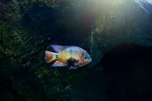 pequeno peixe animal natação dentro a aquário do a jardim zoológico do Zaragoza dentro Espanha em uma Sombrio fundo foto