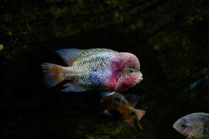 pequeno peixe animal natação dentro a aquário do a jardim zoológico do Zaragoza dentro Espanha em uma Sombrio fundo foto