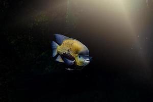 pequeno peixe animal natação dentro a aquário do a jardim zoológico do Zaragoza dentro Espanha em uma Sombrio fundo foto