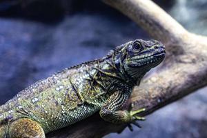 retrato do uma réptil lagarto sentado em uma árvore ramo foto