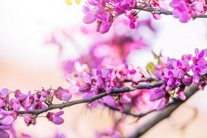 lindo tolet florescendo jacarandá árvore em uma caloroso Primavera dia dentro Espanha foto