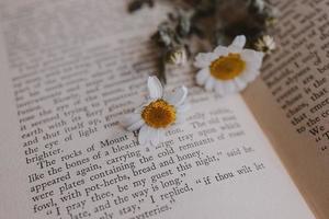 fechar-se lindo pequeno Primavera flor margarida camomila em a fundo do a velho livro foto