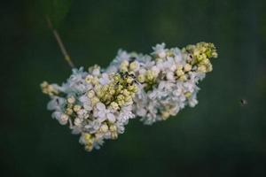 branco lilás flor em uma fundo do verde folhas em uma caloroso Primavera dia foto