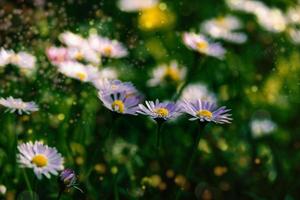 branco margaridas em uma verde Prado em uma caloroso Primavera dia fechar-se fundo foto