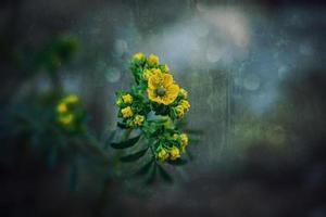 pequeno amarelo Primavera flor em uma fundo do uma verde jardim fechar-se foto