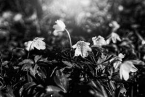 delicado branco anêmonas entre verde folhas em uma caloroso Primavera dia dentro a floresta foto
