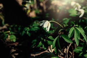 delicado branco anêmonas entre verde folhas em uma caloroso Primavera dia dentro a floresta foto