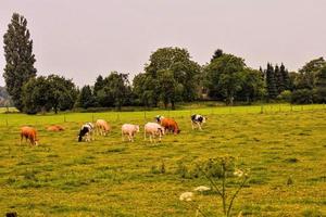 cênico rural panorama foto