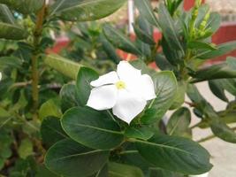 nayantara flores estão florescendo dentro a flor árvore foto