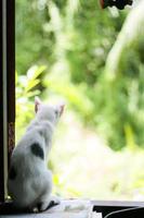 gatinho branco gato sentado e apreciar em a janela com luz solar e natureza foto