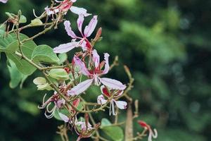 Flor Rosa aradores ramalhete dentro tropical jardim e Primavera estação foto