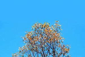 lindo forma do árvore ramo contra azul céu. foto