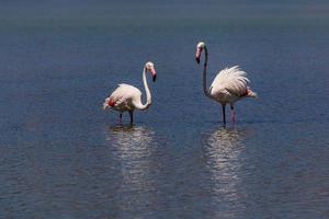 pássaro branco-rosa flamingo em uma salgado azul lago dentro Calpe Espanha foto