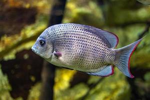 pequeno peixe animal natação dentro a aquário do a jardim zoológico do Zaragoza dentro Espanha em uma Sombrio fundo foto