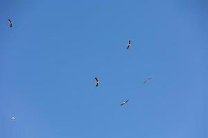 azul céu fundo com vôo Preto e branco cegonha pássaro foto