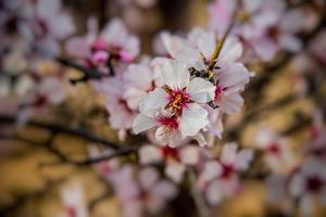 florescendo fruta árvore com branco flores em uma ensolarado Primavera dia foto