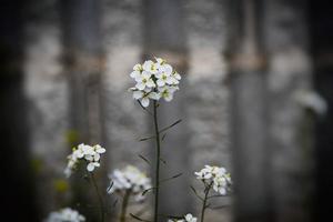 pequeno delicado Primavera flor em uma cinzento fundo dentro fechar-se foto