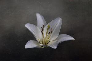 branco delicado lírio flor em Sombrio fundo foto