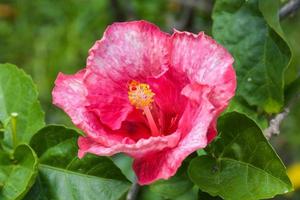 Rosa hibisco flor com lindo pétalas e pólen florescendo dentro a jardim do Bangkok, Tailândia foto