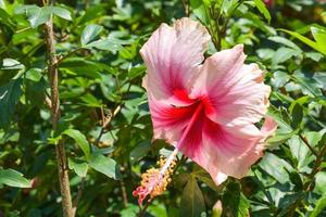 Rosa hibisco flor com lindo pétalas e pólen florescendo dentro a jardim do Bangkok, Tailândia foto