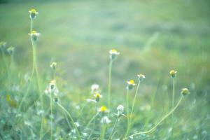 campos de flores turvas e selvagens. lindos crescendo e florescendo pela manhã foto