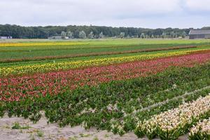 uma campo do flores foto