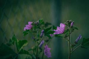 selvagem roxa selvagem malva flor em verde Prado em Primavera dia dentro fechar-se foto