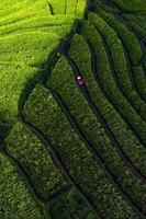lindo manhã Visão Indonésia. panorama panorama arroz Campos com beleza cor e céu natural luz foto