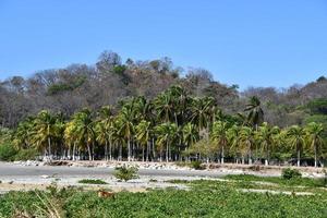 palmeiras tropicais foto