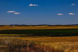 lindo natural agrícola fundo trigo dentro a campo caloroso verão antes colheita foto