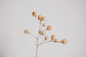 original exótico outono árvore sementes em uma luz fundo foto