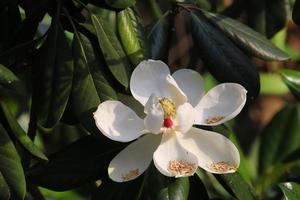 magnólia flor floresceu em a profundo verde fundo. foto