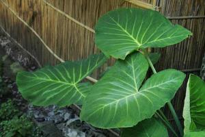 lindo inserção do verde folhas do taro raiz plantar. foto