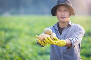 agricultor segurando batatas dentro a campo. armazenando orgânico batatas crescendo batata tubérculos a partir de a solo agricultura e agricultura. saudável fresco vegetariano Comida. foto