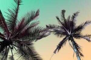 coqueiros de palmeiras tropicais no reflexo do céu ao pôr do sol e fundo de natureza bokeh foto