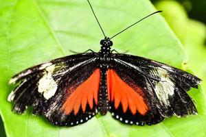 borboleta close-up foto