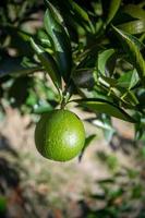 verde Malta citrino suspensão em árvore dentro Bangladesh. foto