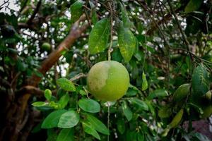 uma verde pomelo fruta suspensão em a árvore. Além disso ligar verde toranja. foto