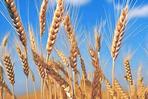 fechar-se dourado trigo campo, generativo ai foto