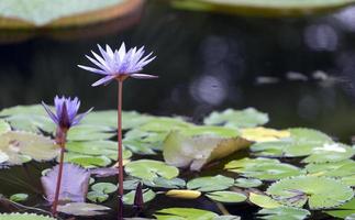 flores de nenúfar na superfície de uma lagoa ou lago foto