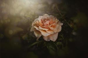 delicado rosa flor fechar-se dentro a jardim dentro a brilho do sol foto
