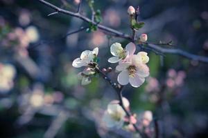 flores brancas e rosa em um galho de árvore foto