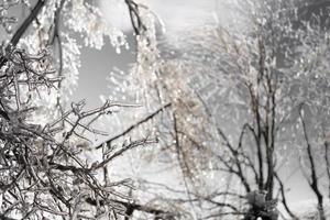 pingentes de gelo em galhos de árvores nuas foto