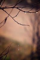 solitário sem folhas árvore galhos com gotas do água depois de uma novembro frio chuva foto