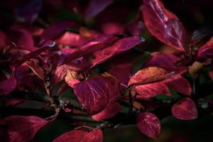 vermelho folhas do uma arbusto dentro a caloroso outono Sol foto