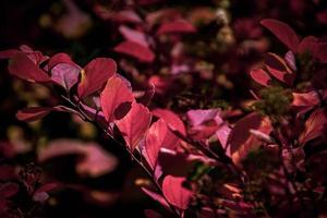 vermelho folhas do uma arbusto dentro a caloroso outono Sol foto