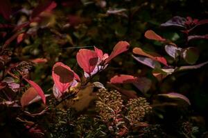 vermelho folhas do uma arbusto dentro a caloroso outono Sol foto